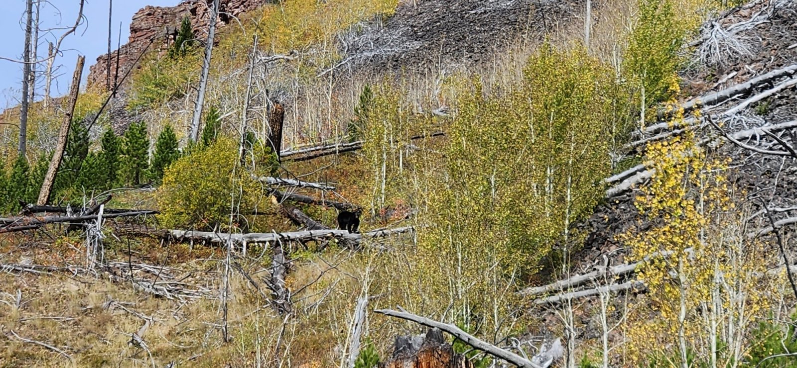 Our little black bear friend. He eyeballed me briefly and then sauntered up into the trees. (I know @travel2walk has a better picture.)